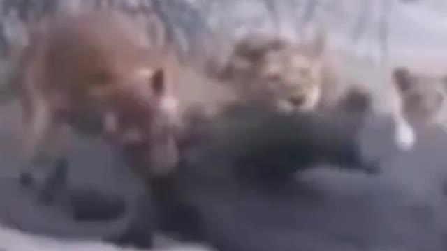 baby elephant killed by Lion pride #shorts #elephantbabyvslion