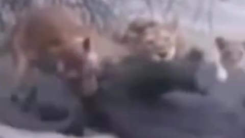 baby elephant killed by Lion pride #shorts #elephantbabyvslion