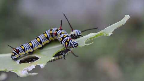 WOW WHAT A ANIMALS Hd