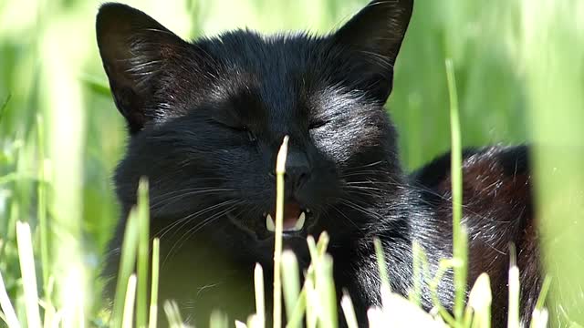 Black Cat In Grass