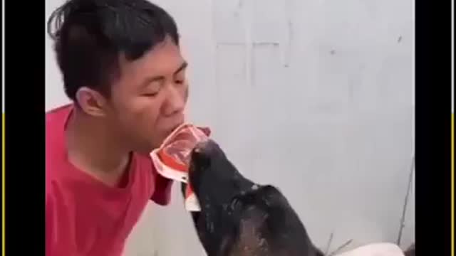 Dog Love for Human. How sweet Relationship