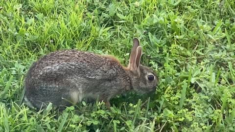 Bunny Gets Spooked by Gator