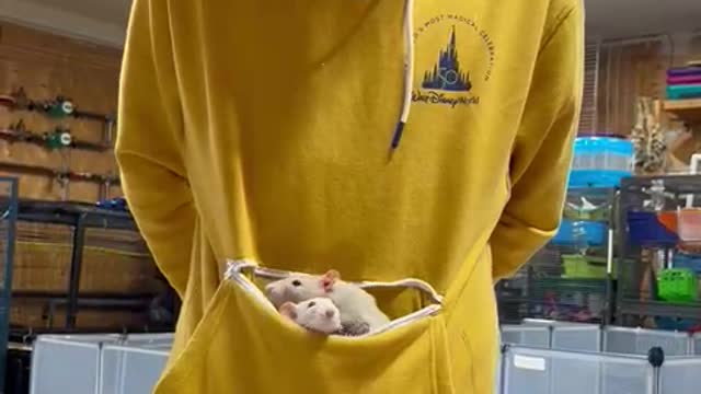 Rat Rescue Founder Shows Off Her Remarkable Rodents