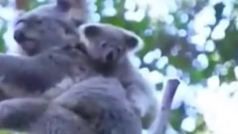 Koalas always carry their babies on their backs