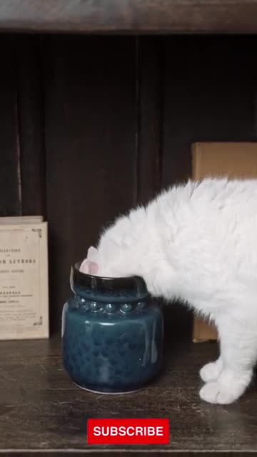 Funny Animals Videos