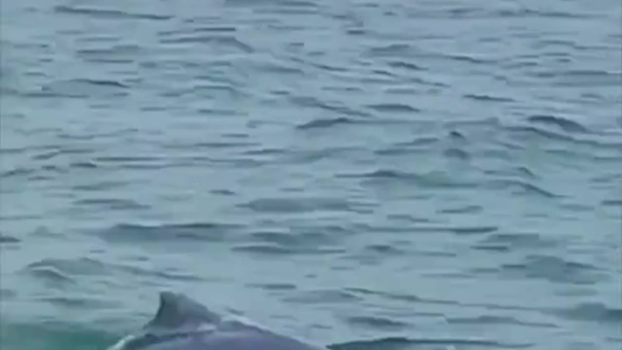 Unveiling the World's First Pink Dolphin