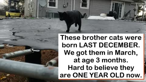 TRAMPOLINE CATS
