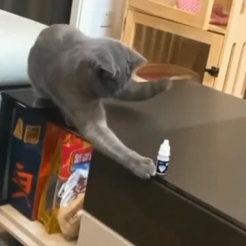 How to teach a cat 🐈 when it won't listen to you 😅 Joy Funny Factory