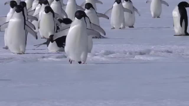 Adélie penguins slipping on ice
