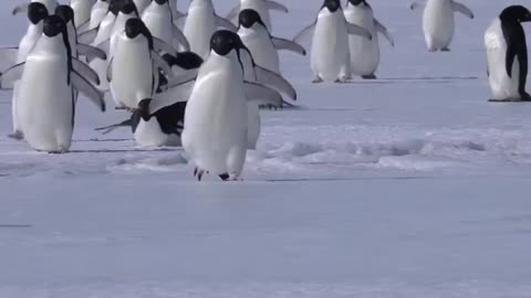 Adélie penguins slipping on ice