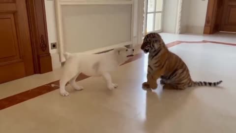 dog vs baby tiger