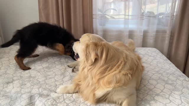 How a Golden Retriever and a German Shepherd Puppy Play