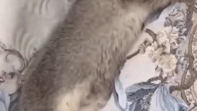 Cat video