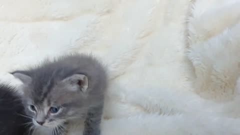 Cute Kitten Playing Beautifully