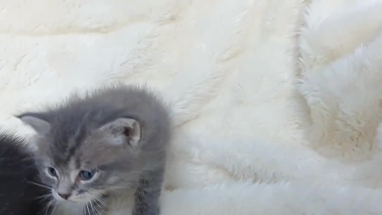 Cute Kitten Playing Beautifully