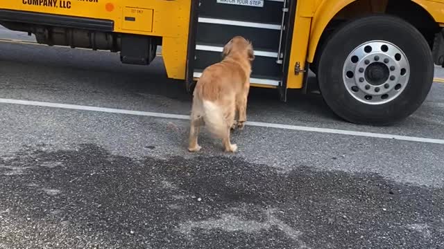 Kody the Golden Carries Girl's Backpack to the House