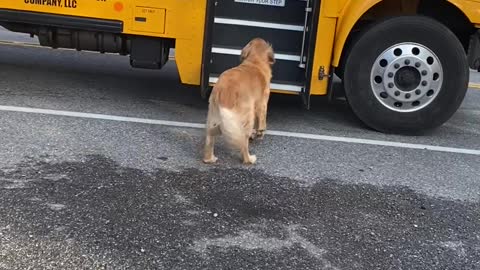 Kody the Golden Carries Girl's Backpack to the House