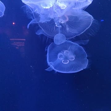 Look move like slow motion, this fantastic