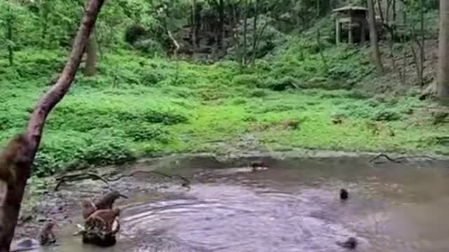 Monkey Pool Jump