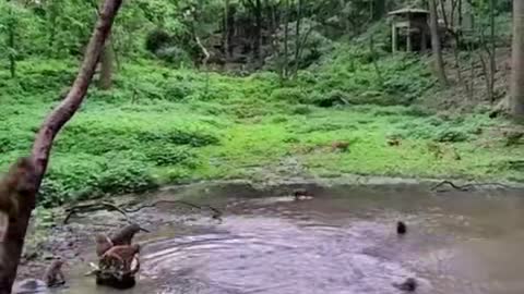 Monkey Pool Jump