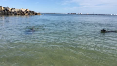 Dog and Dolphin Playing Together