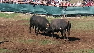 Hajdučić od Baće i Ramljaka vs Kroki Koalicija uvijek žedni