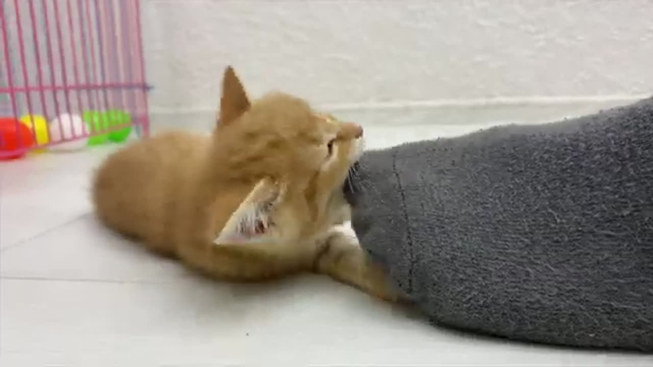 Ginger foster kitten wants to be a predator