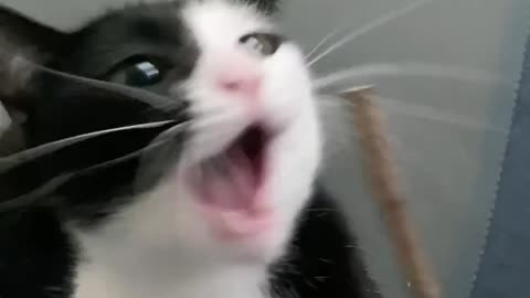 Funny cat