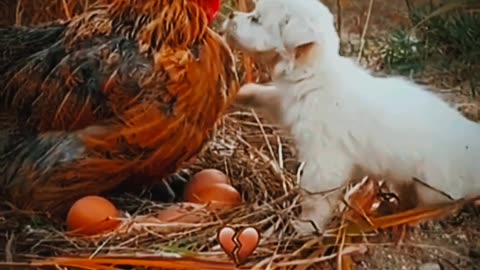 Adorable Puppy Finds Comfort Under Hen's Arms