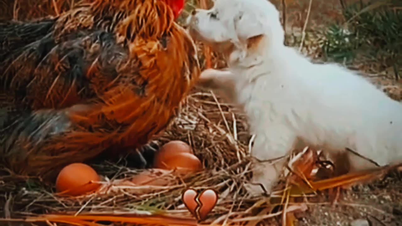 Adorable Puppy Finds Comfort Under Hen's Arms