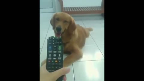 Dog funny video