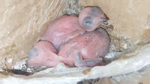 Swiftlets nest, egg and chick