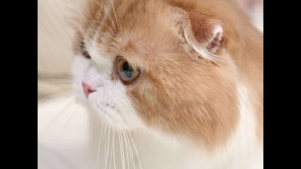The Official Guide to Best cat video