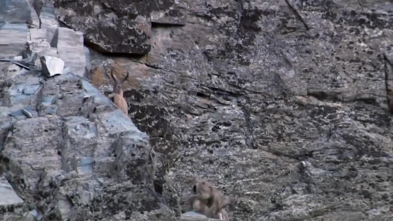 Mother Mountain Goat Protect Her Baby From Snow Leopard Hunting, Animals Hunt Fail