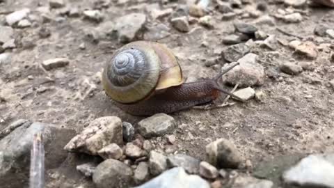 tenacious little snail