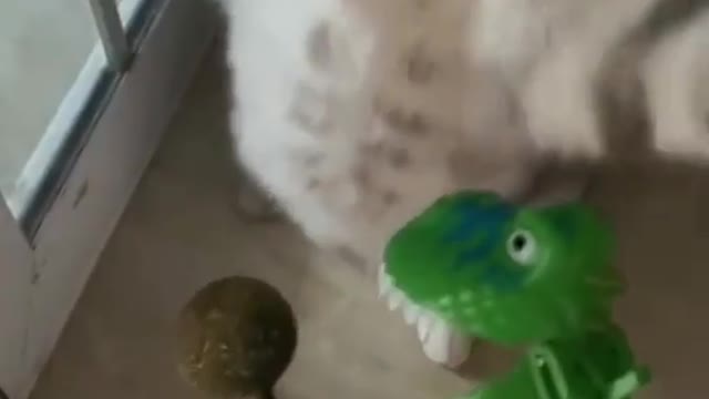 Hahaha Funny Cute Cat πΊππ»..!!