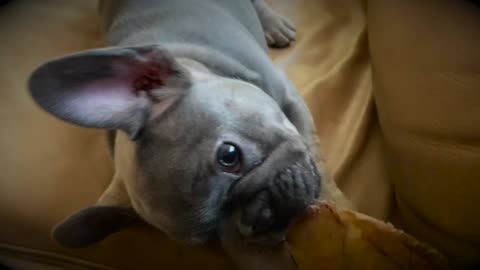 Ladybug Chewing on a Pig Ear