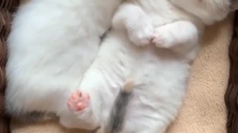 Cute Cats short video.https://www.youtube.com/watch?v=Cw0TQxV0jEo