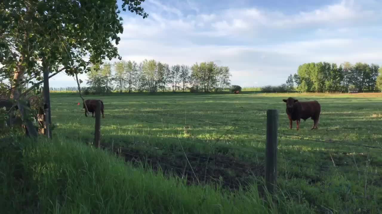 A few clips from 2020 after we bought the farm