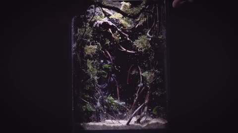 Paludarium setup Nano Tank