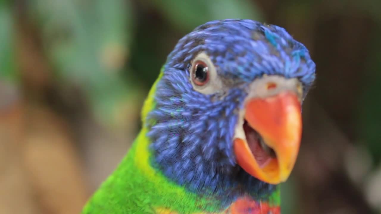 Funny & Awesome Parrots