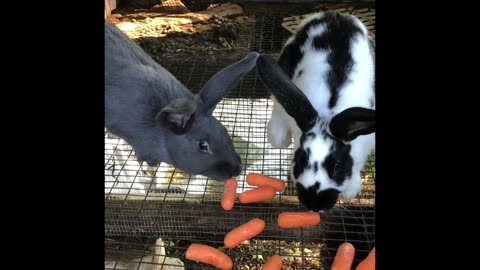 Cute Goat and Rabbits Eating Carrots