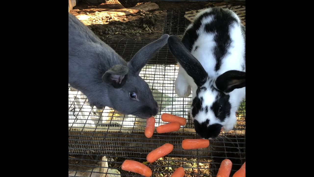 Cute Goat and Rabbits Eating Carrots