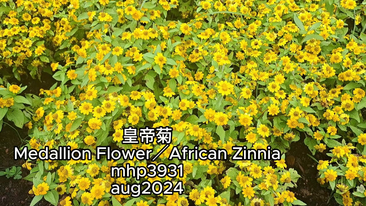 #皇帝菊 #Medallion Flower／African Zinnia