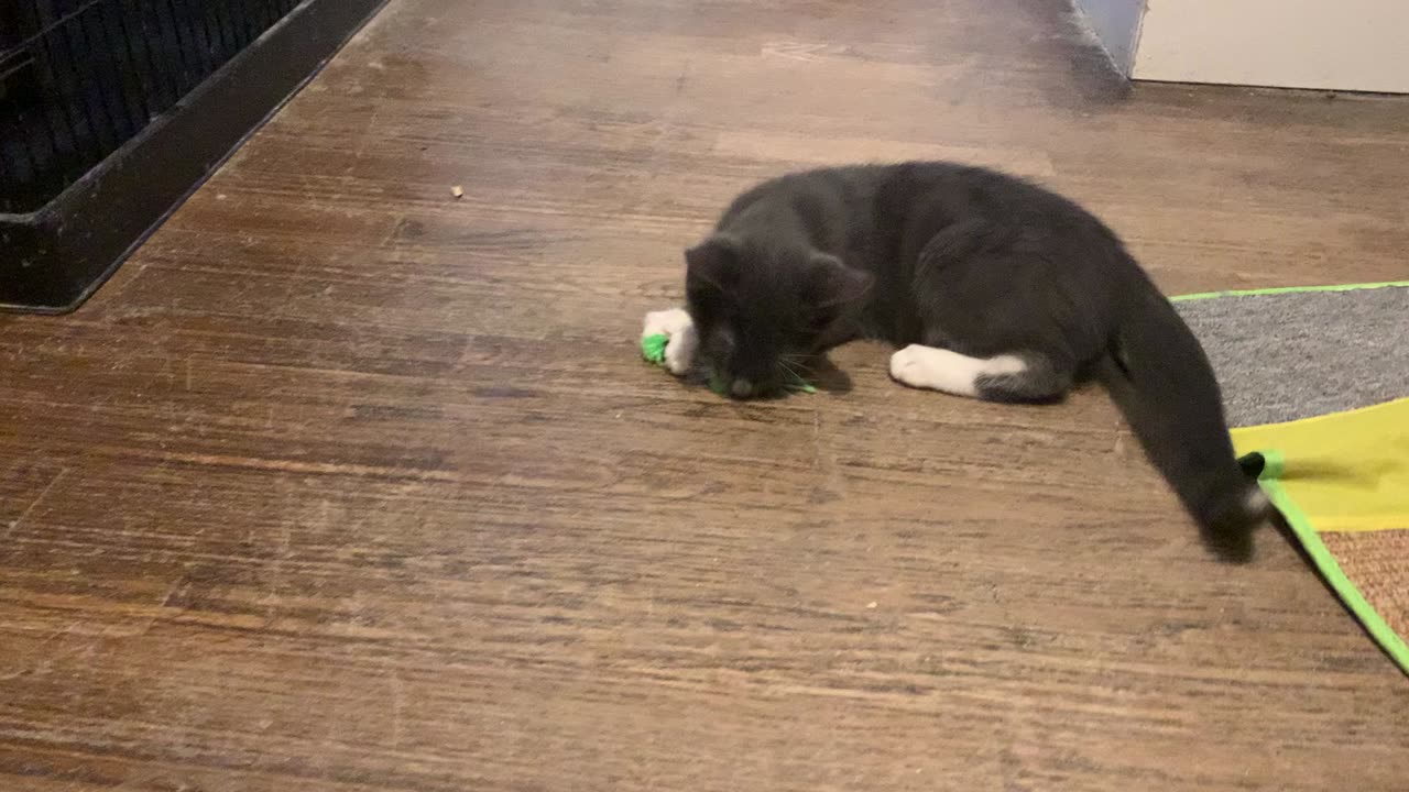 Cute Kittens Playtime! (Peanut & Cashew with Nacho)