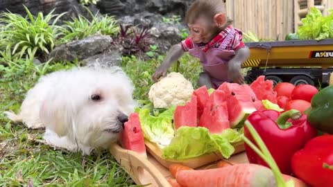 Smart Bim Bim escapes bandits and picks fruit in the garden _ The moments Bim Bim takes care of Ame