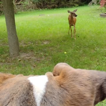 Feeding a city deer at the roadside, Pitbull Not sure what to think of it!