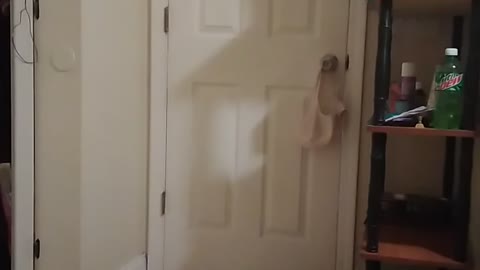 Cat playing