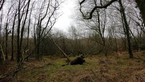 Checking out a woodland to set up camp. DARTMOOR. POV GoPro 20th March 2023