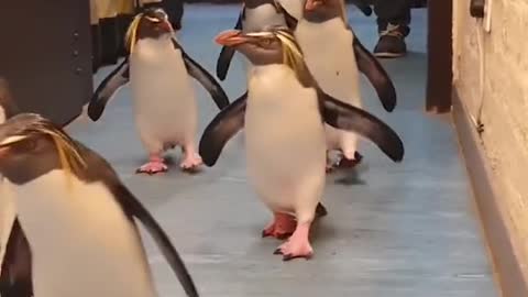 cute penguins